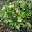 Coral Bells, Guacamole Heuchera