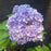 Hydrangea, Nikko Blue Hydrangea