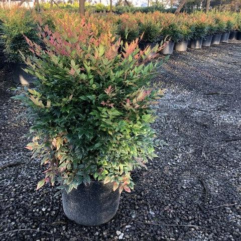 Bamboo, Gulf Stream Heavenly Bamboo