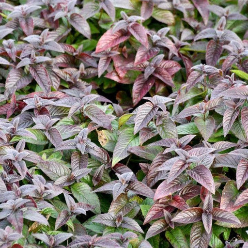 Bee Balm, Midnight Oil Bee Balm