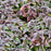 Bee Balm, Midnight Oil Bee Balm