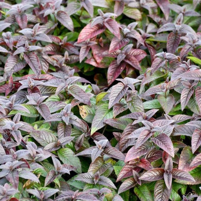 Bee Balm, Midnight Oil Bee Balm