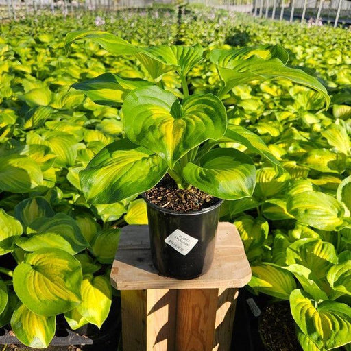 Hosta, Avocado Hosta