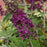 Butterfly Bush, MONARCH® Dark Dynasty Butterfly Bush
