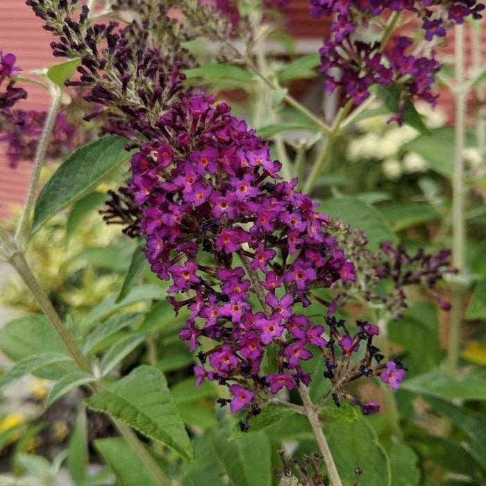 Butterfly Bush, MONARCH® Dark Dynasty Butterfly Bush