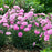 Dianthus, Fruit Punch® Sweetie Pie Dianthus