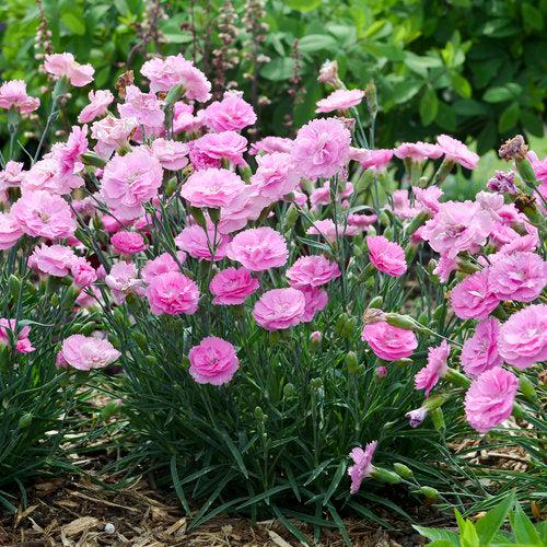 Dianthus, Fruit Punch® Sweetie Pie Dianthus
