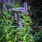 Hyssop, Black Adder Giant Hyssop