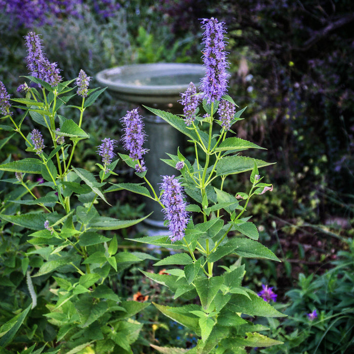 Hyssop, Black Adder Giant Hyssop