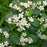 Ilex verticillata 'Red Sprite'  - Red Sprite Winterberry