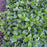 Vinca minor 'Ralph Shugert'  - Ralph Shugert Periwinkle