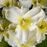 Daylily, Sunday Gloves Daylily