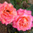 Rose, Chicago Peace® Rose
