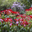 Andromeda, Katsura Pieris