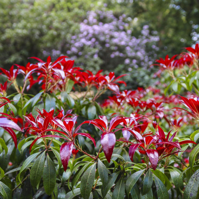 Andromeda, Katsura Pieris