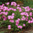 Wild Pinks, Short and Sweet Wild Pinks