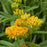 Milkweed, Hello Yellow Butterfly Weed