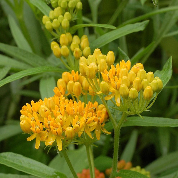 Milkweed, Hello Yellow Butterfly Weed