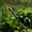 Sedge, Seersucker Sedge