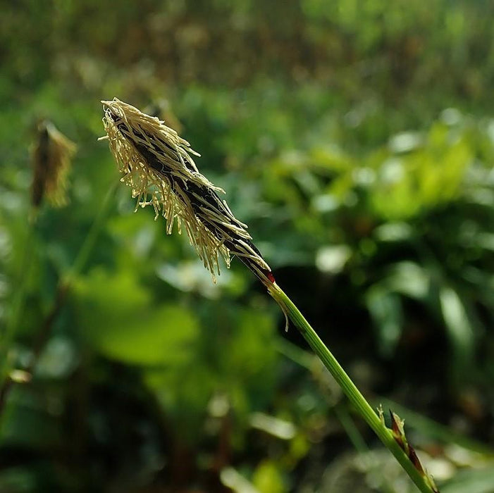 Sedge, Seersucker Sedge