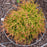 Arborvitae, Fire Chief™ Globe Arborvitae