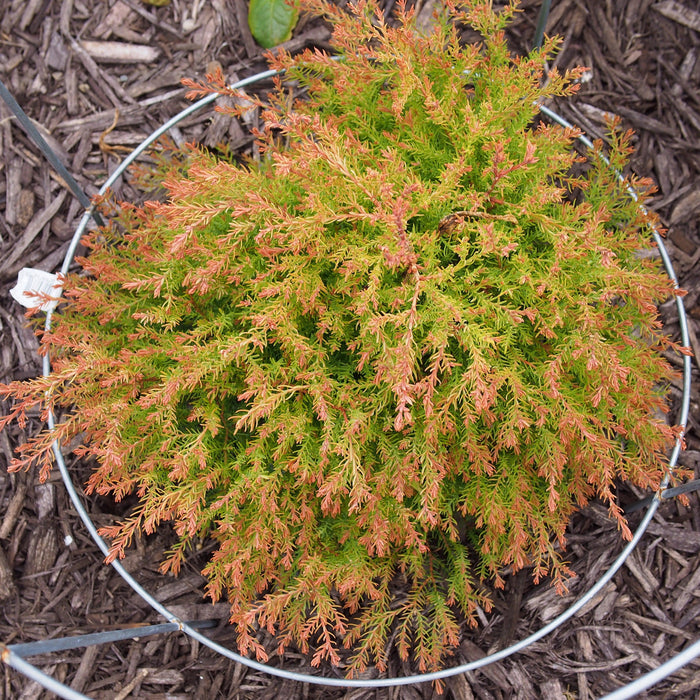 Arborvitae, Fire Chief™ Globe Arborvitae