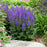 Salvia, PW® Color Spires® Indiglo Girl Salvia