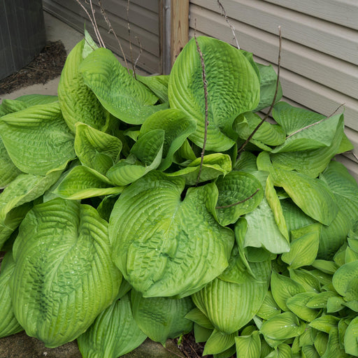 Hosta, Sum and Substance Hosta