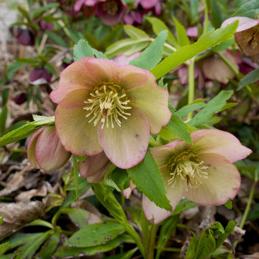 Hellebore, HGC® Champion Lenten Rose