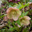 Hellebore, HGC® Champion Lenten Rose