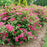 Spirea, Double Play® Doozie Spirea