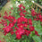 Rose, Flower Carpet® Red Rose