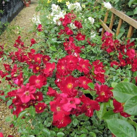 Rose, Flower Carpet® Red Rose