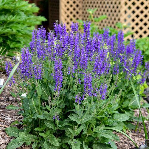 Salvia, PW® Color Spires® Indiglo Girl Salvia