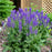 Salvia, PW® Color Spires® Indiglo Girl Salvia