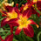 Daylily, Rainbow Rhythm® Ruby Spider Daylily