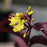 Honeysuckle, Bloomin' Easy® Firefly™ Nightglow™ Bush Honeysuckle