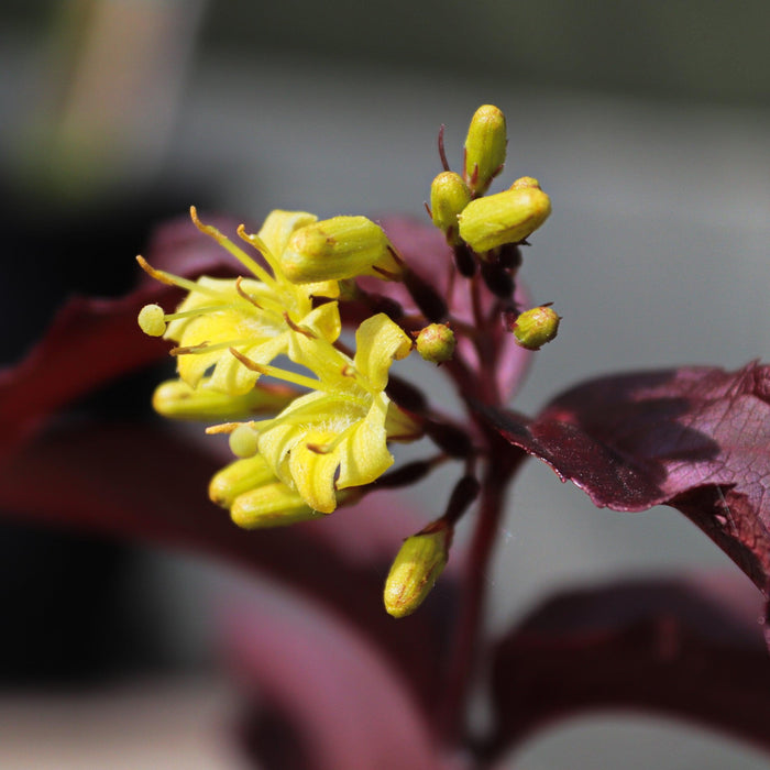 Honeysuckle, Bloomin' Easy® Firefly™ Nightglow™ Bush Honeysuckle