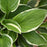 Hosta, Francee Hosta