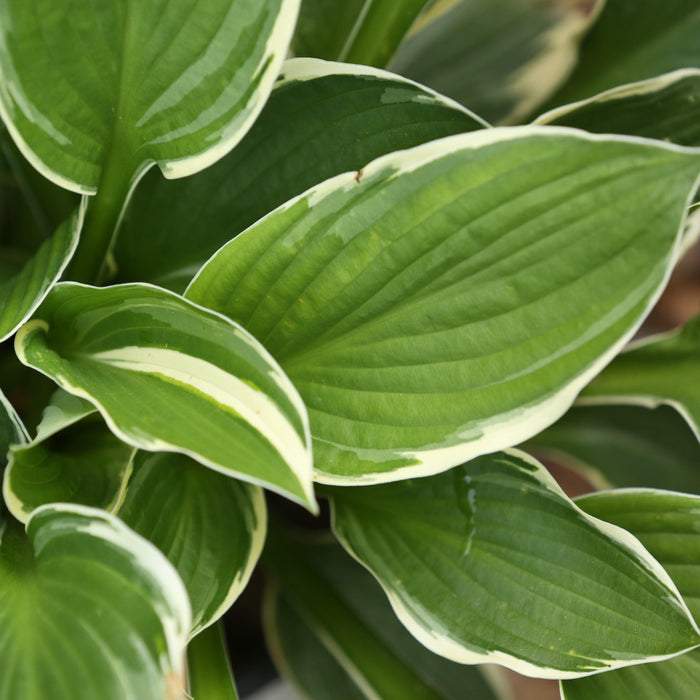 Hosta, Francee Hosta