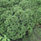 Arborvitae, Hetz Midget Arborvitae, Mini Arborvitae