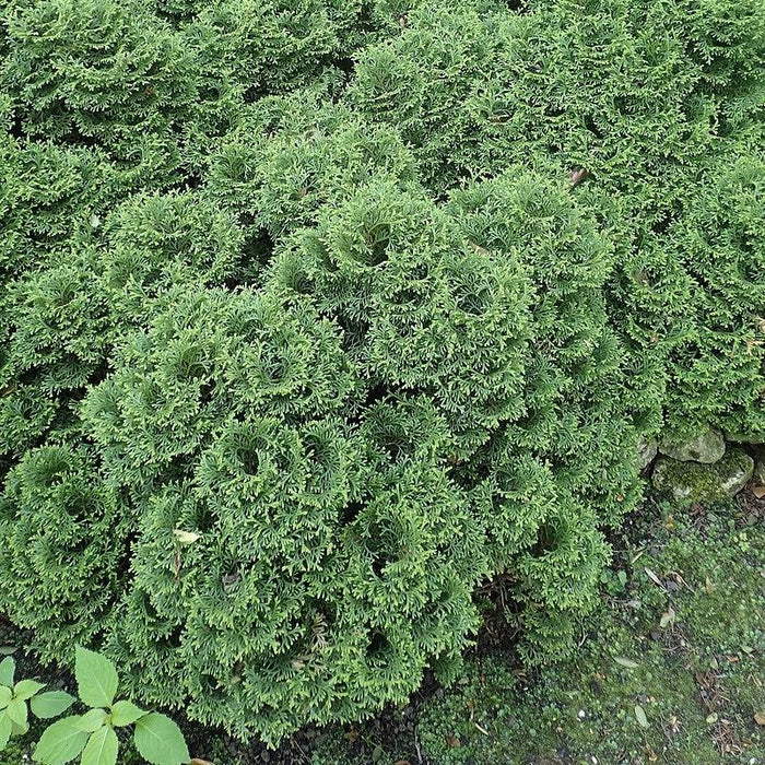 Arborvitae, Hetz Midget Arborvitae, Mini Arborvitae