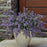 Catmint, Cat's Meow Catmint