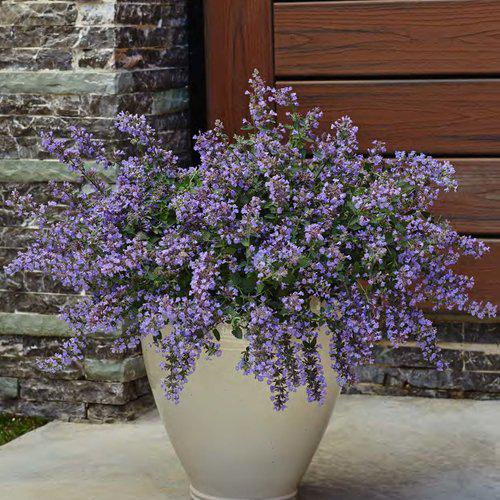 Catmint, Cat's Meow Catmint