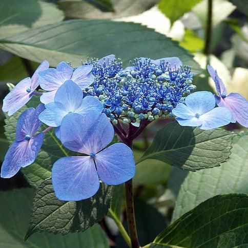Hydrangea, Endless Summer® Pop Star® Macrophylla Hydrangea
