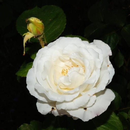 Rose, Cloud 10 Climbing Rose