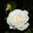 Rose, Cloud 10 Climbing Rose
