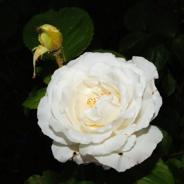 Rose, Cloud 10 Climbing Rose