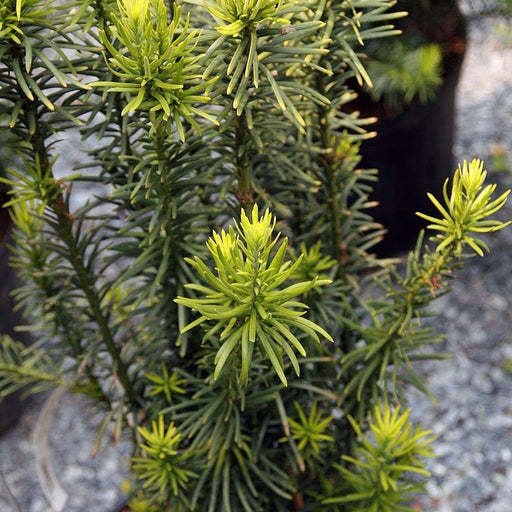 Plum Yew, Fastigiata Upright Japanese Plum Yew