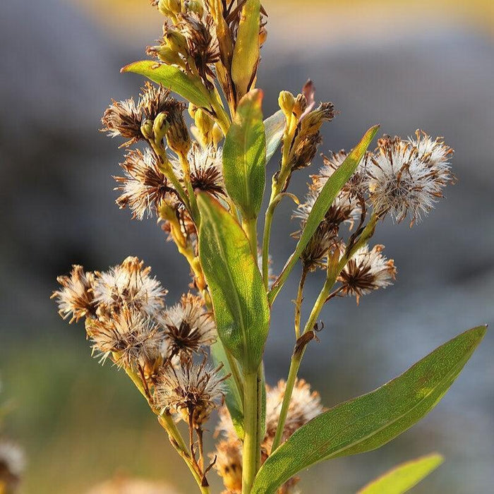 Goldenrod, Seaside Goldenrod
